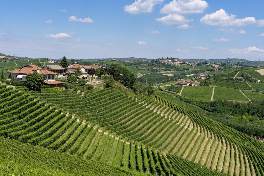 Filari a perdita d'occhio