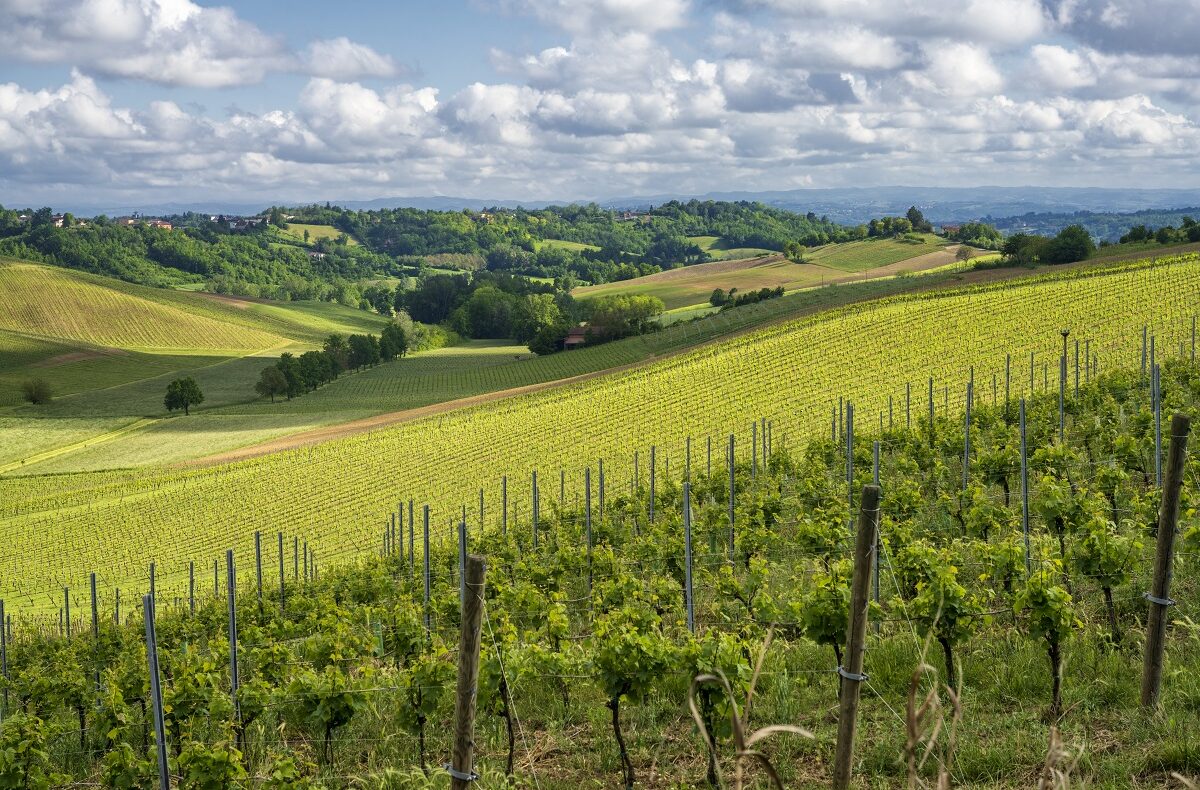 Investire nel Monferrato: rendimenti, opportunità e rischi nel 2026