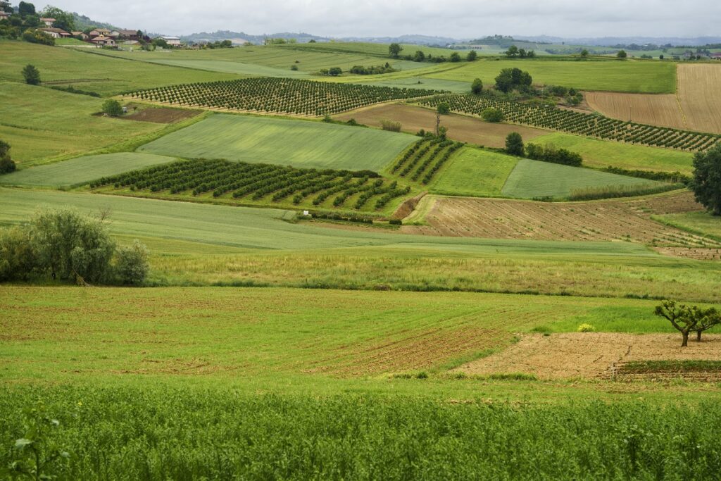 Vigne del Roero