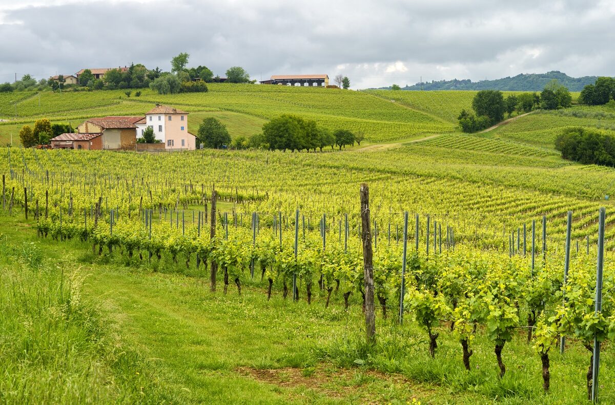 Il vino nel Monferrato: guida per chi compra casa tra i vigneti