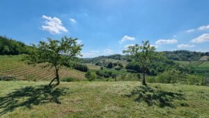 Splendido casale panoramico con vigneto e viale privato di accesso