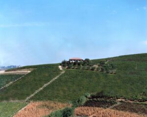Azienda agricola in posizione dominante