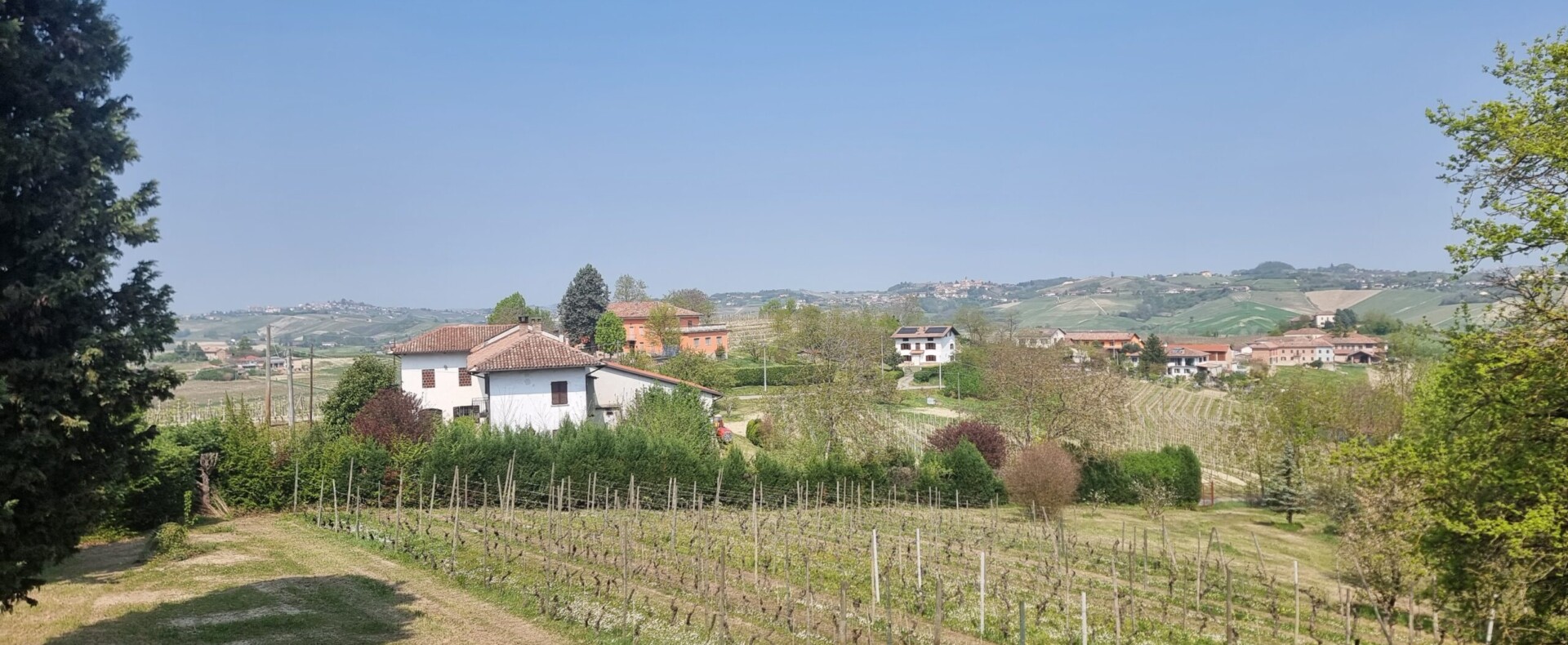 Buying a Vineyard in Monferrato: What You Need to Know