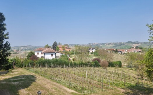 Buying a Vineyard in Monferrato: What You Need to Know
