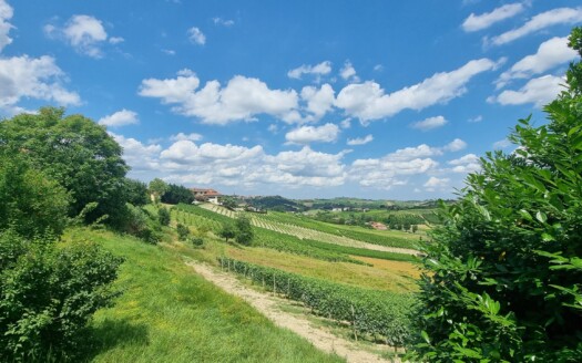 Monferrato Real Estate Market 2026: Prices, Trends and Opportunities