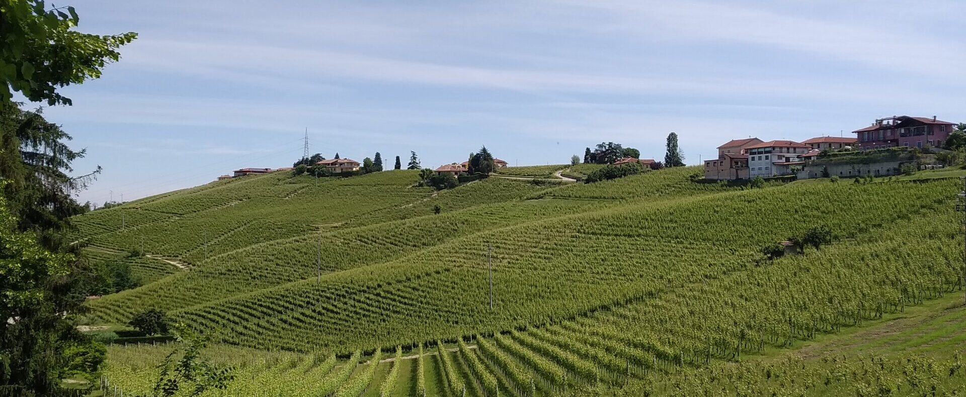 Terreni agricoli nel Monferrato: vigneti e oliveti in vendita