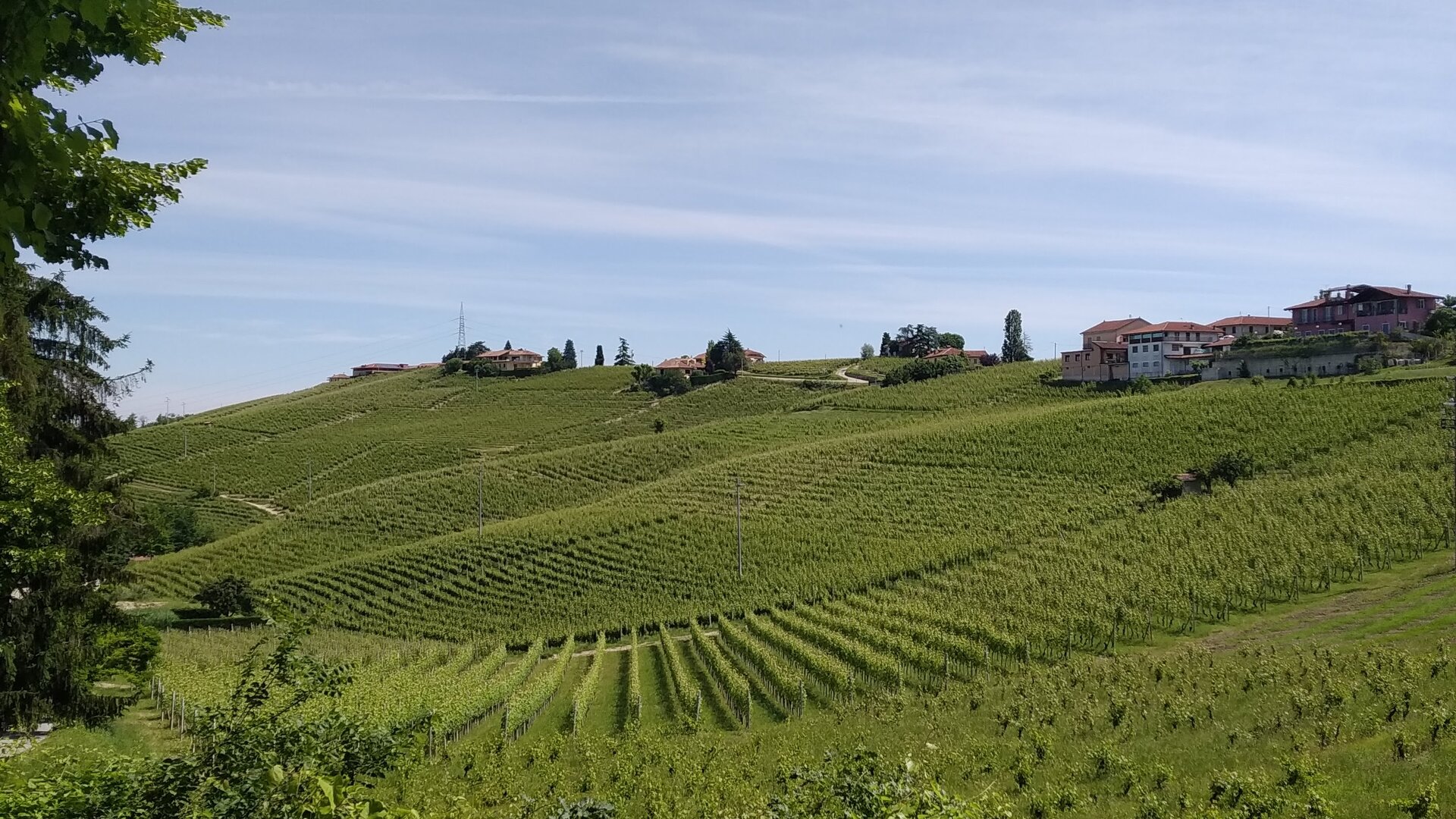 Le colline del Barbaresco nelle Langhe piemontesi
