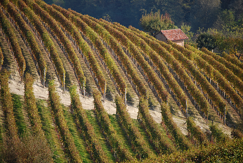 Le colline delle Langhe in autunno con i colori della vendemmia